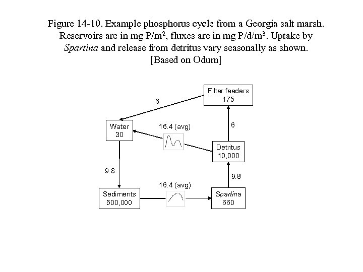 Figure 14 -10. Example phosphorus cycle from a Georgia salt marsh. Reservoirs are in