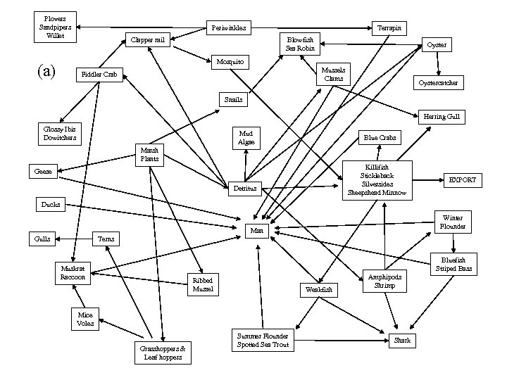 Plovers Sandpipers Willet Periwinkles Terrapin Clapper rail Blowfish Sea Robin Oyster Mosquito (a) Mussels