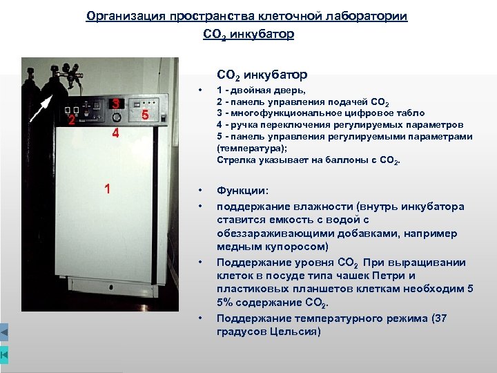 Организация пространства клеточной лаборатории СО 2 инкубатор • • • 1 - двойная дверь,