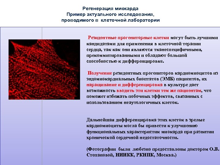 Регенерация миокарда Пример актуального исследования, проводимого в клеточной лаборатории Резидентные прогениторные клетки могут быть