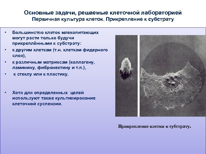 Большинство клеток. Прикрепление клеток к субстрату. Прикреплен к субстрату. Основные задачи клетки. Структуры клетки прикрепляться.