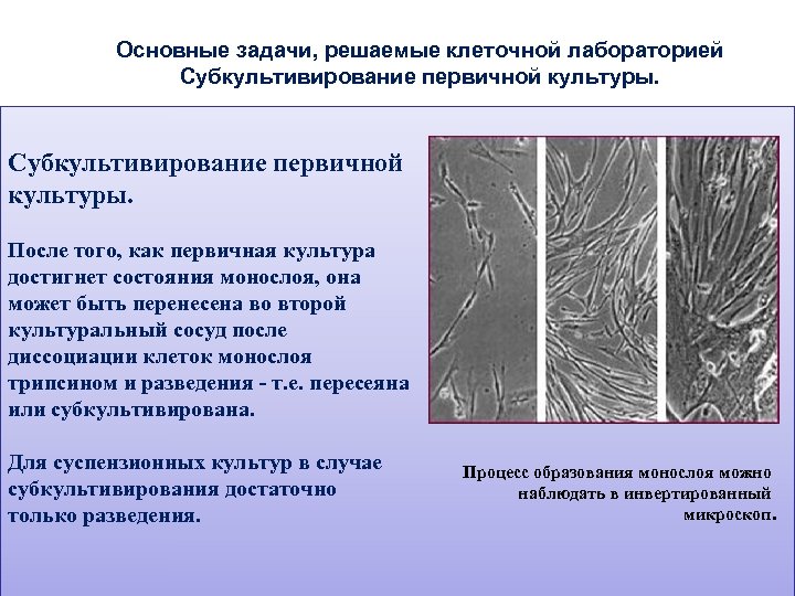 Основные задачи, решаемые клеточной лабораторией Субкультивирование первичной культуры. После того, как первичная культура достигнет