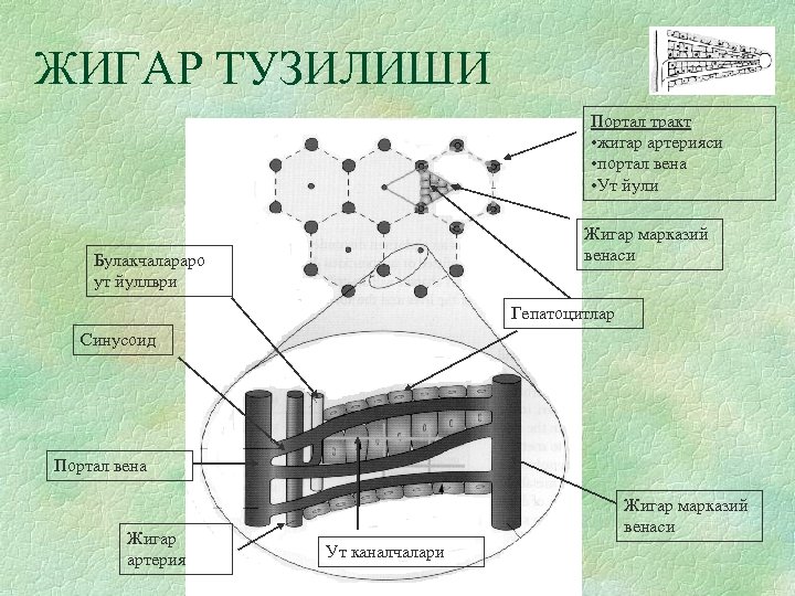 ЖИГАР ТУЗИЛИШИ Портал тракт • жигар артерияси • портал вена • Ут йули Жигар