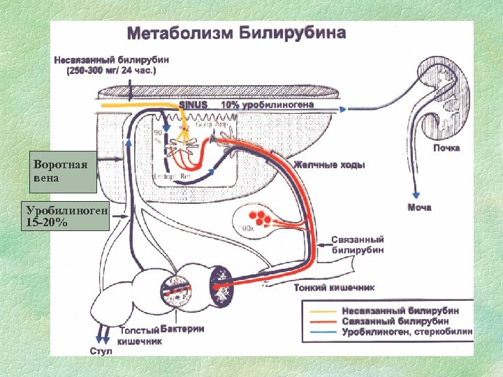 Воротная вена Уробилиноген 15 -20% 