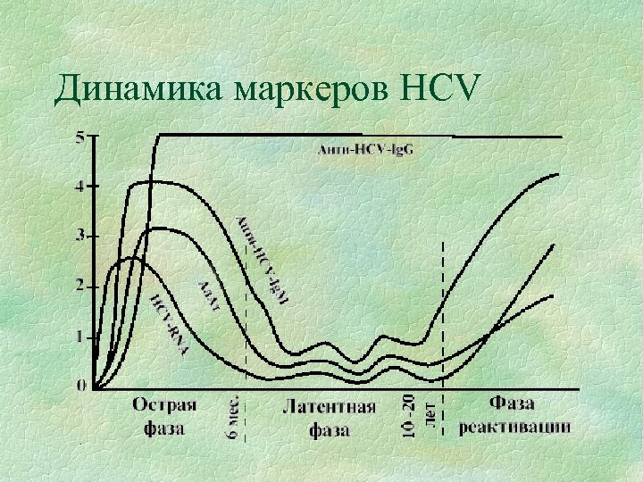 Динамика маркеров HCV 