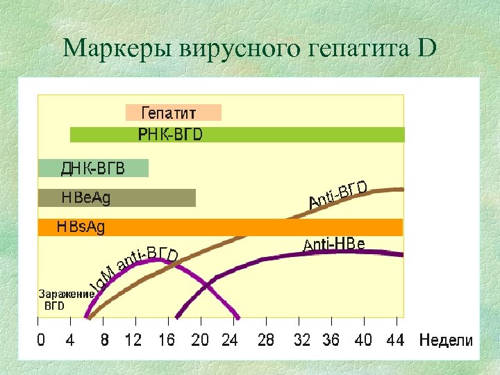 Маркеры вирусного гепатита D 