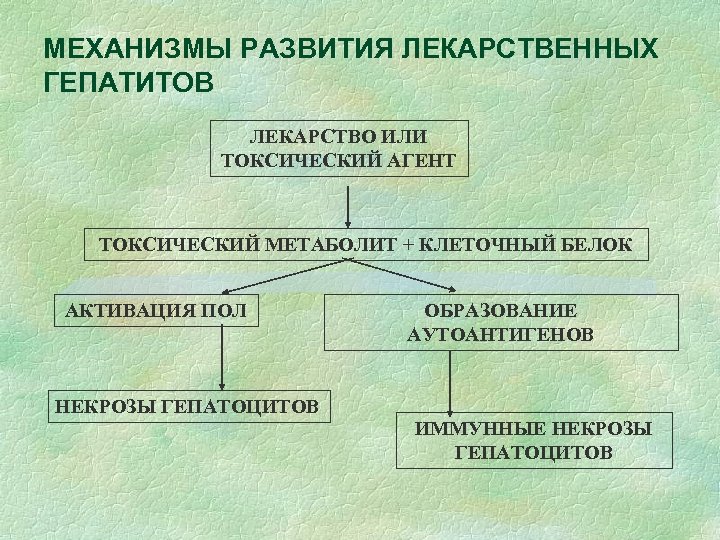МЕХАНИЗМЫ РАЗВИТИЯ ЛЕКАРСТВЕННЫХ ГЕПАТИТОВ ЛЕКАРСТВО ИЛИ ТОКСИЧЕСКИЙ АГЕНТ ТОКСИЧЕСКИЙ МЕТАБОЛИТ + КЛЕТОЧНЫЙ БЕЛОК АКТИВАЦИЯ