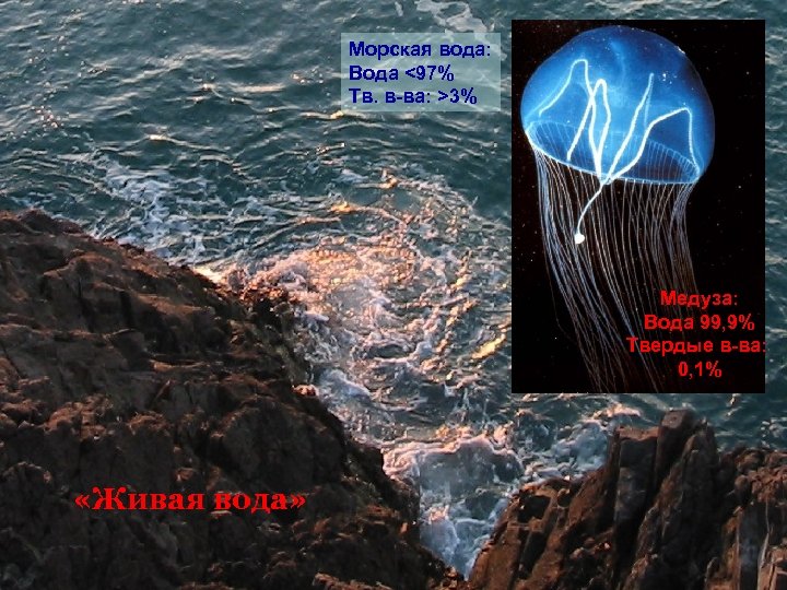 Морская вода: Вода <97% Тв. в-ва: >3% Медуза: Вода 99, 9% Твердые в-ва: 0,