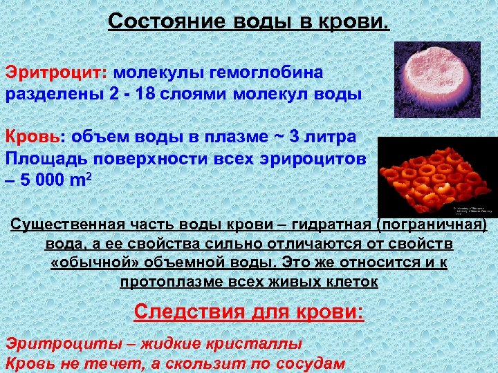 Состояние воды в крови. Эритроцит: молекулы гемоглобина разделены 2 - 18 слоями молекул воды