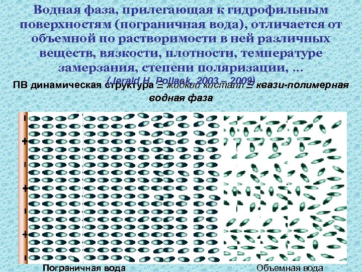 Водная фаза, прилегающая к гидрофильным поверхностям (пограничная вода), отличается от объемной по растворимости в