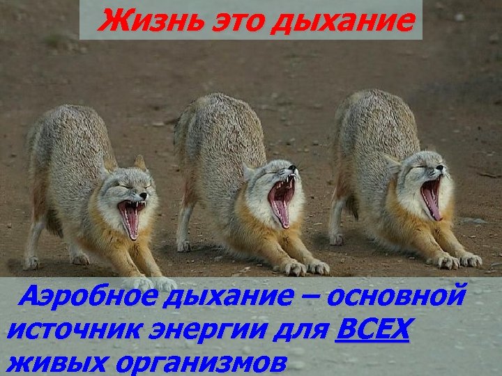 Жизнь это дыхание Аэробное дыхание – основной источник энергии для ВСЕХ живых организмов 