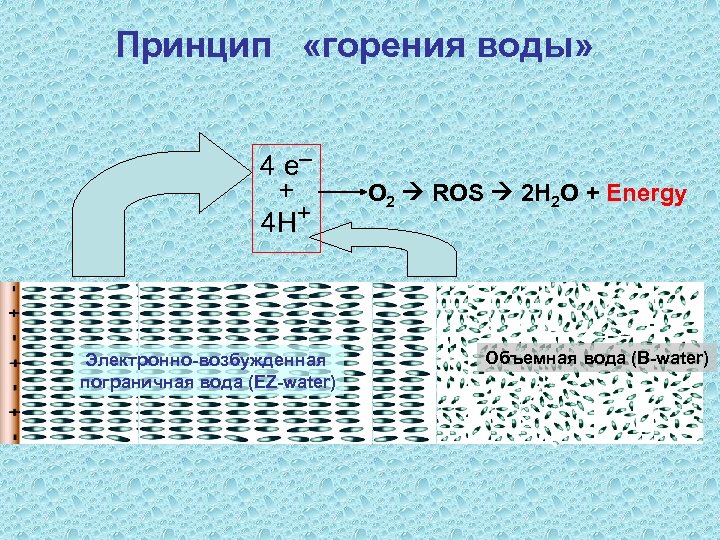 Принцип «горения воды» 4 e─ + 4 H+ Электронно-возбужденная пограничная вода (EZ-water) O 2