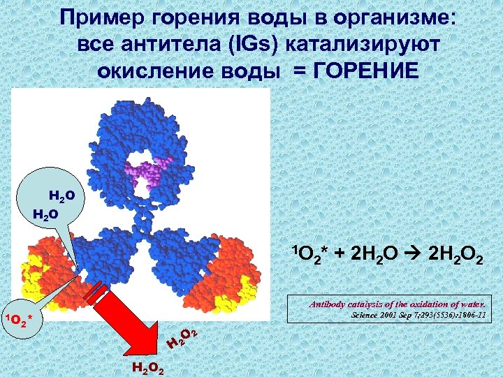 Пример горения воды в организме: все антитела (IGs) катализируют окисление воды = ГОРЕНИЕ Н