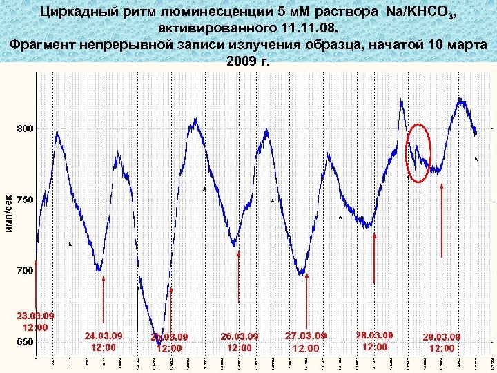 Циркадный ритм люминесценции 5 м. М раствора Na/KHCO 3, активированного 11. 08. Фрагмент непрерывной