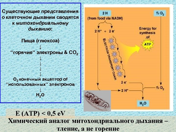 Существующие представления о клеточном дыхании сводятся к митохондриальному дыханию: Пища (глюкоза) ↓ “горячие” электроны