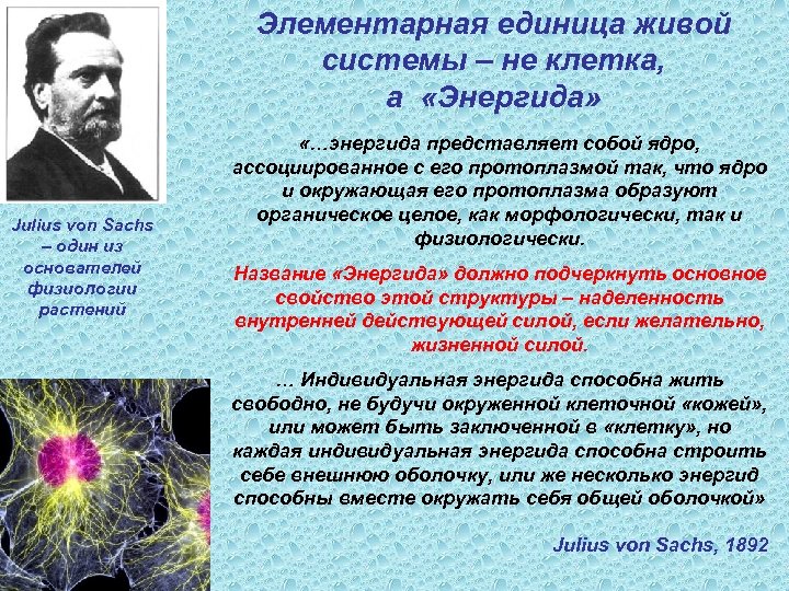 Элементарная единица живой системы – не клетка, а «Энергида» Julius von Sachs – один