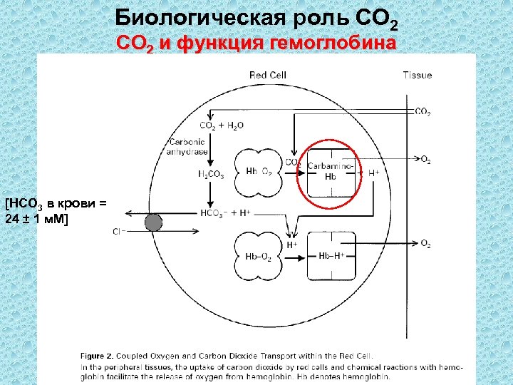 Биологическая роль СО 2 и функция гемоглобина [HCO 3 в крови = 24 ±