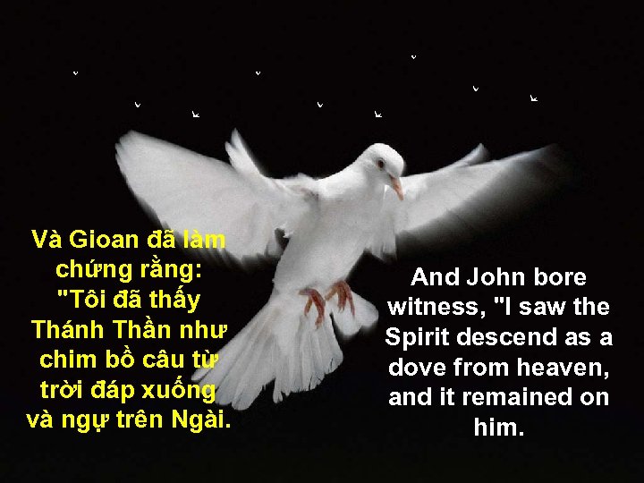 Và Gioan đã làm chứng rằng: 