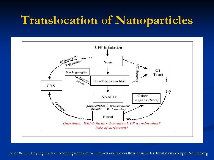 Translocation of Nanoparticles After W. G. Kreyling, GSF - Forschungszentrum für Umwelt und Gesundheit,