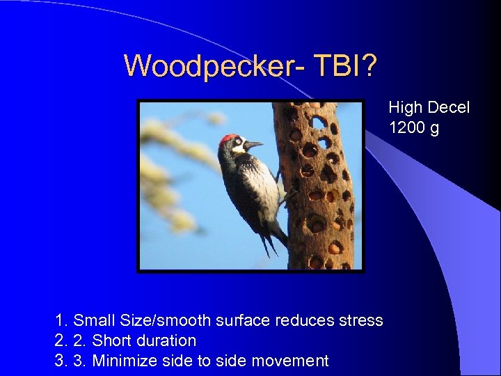 Woodpecker- TBI? High Decel 1200 g 1. Small Size/smooth surface reduces stress 2. 2.