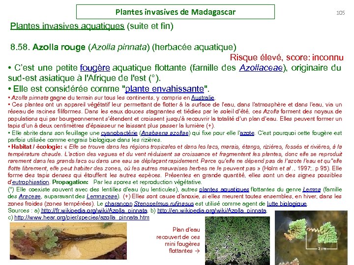 Plantes invasives de Madagascar 105 Plantes invasives aquatiques (suite et fin) 8. 58. Azolla