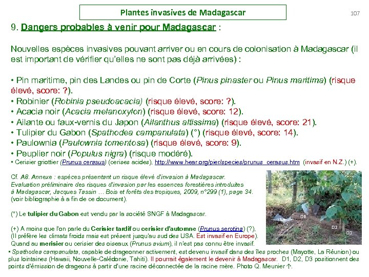 Plantes invasives de Madagascar 107 9. Dangers probables à venir pour Madagascar : Nouvelles