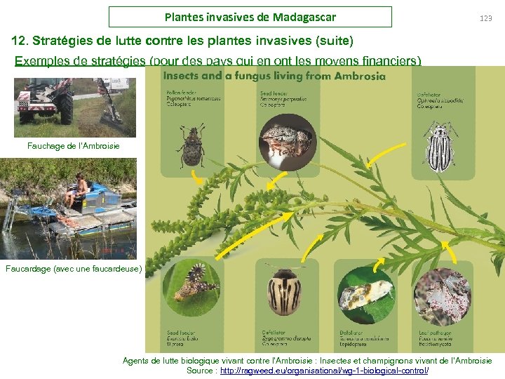 Plantes invasives de Madagascar 123 12. Stratégies de lutte contre les plantes invasives (suite)