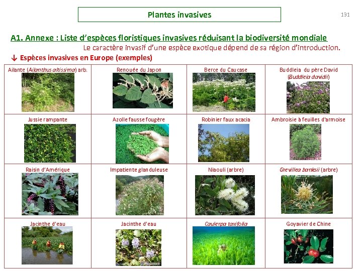 Plantes invasives 131 A 1. Annexe : Liste d’espèces floristiques invasives réduisant la biodiversité