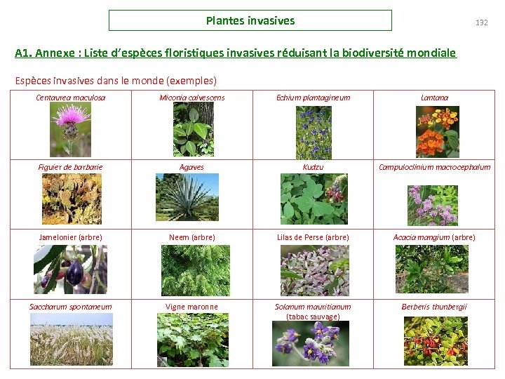 Plantes invasives 132 A 1. Annexe : Liste d’espèces floristiques invasives réduisant la biodiversité
