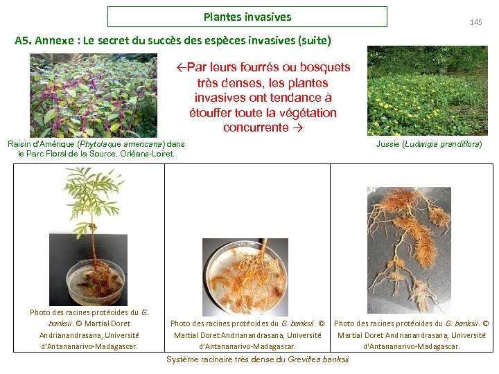 Plantes invasives 145 A 5. Annexe : Le secret du succès des espèces invasives