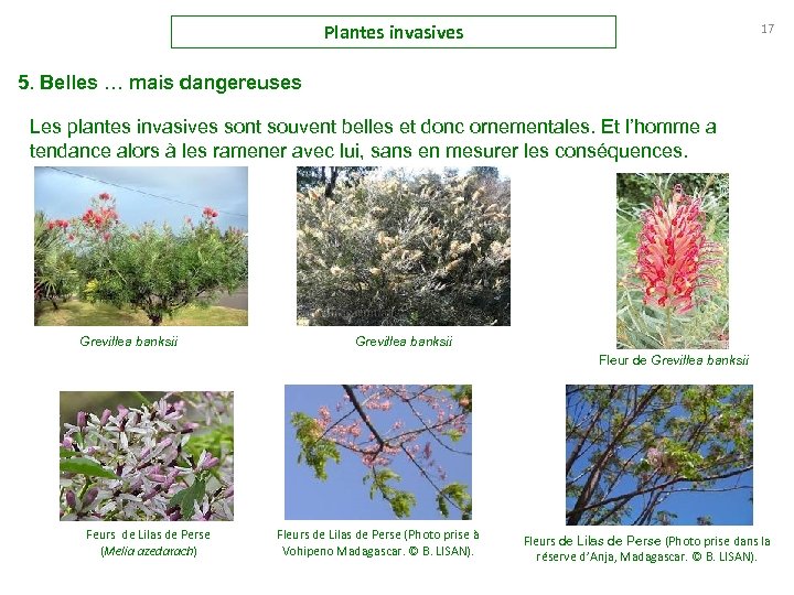 Plantes invasives 17 5. Belles … mais dangereuses Les plantes invasives sont souvent belles