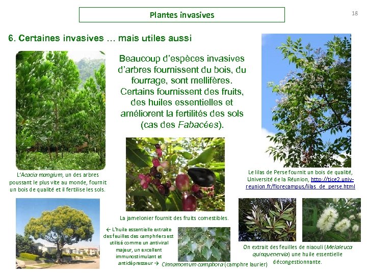 Plantes invasives 18 6. Certaines invasives … mais utiles aussi Beaucoup d’espèces invasives d’arbres