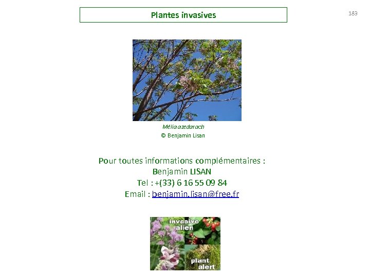 Plantes invasives Mélia azedarach © Benjamin Lisan Pour toutes informations complémentaires : Benjamin LISAN