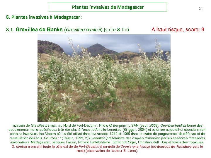 Plantes invasives de Madagascar 24 8. Plantes invasives à Madagascar: 8. 1. Grevillea de