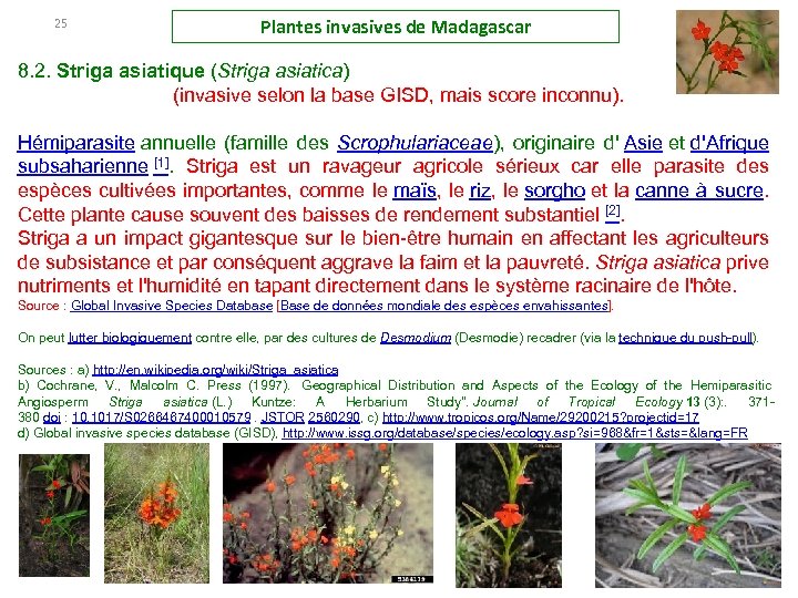 25 Plantes invasives de Madagascar 8. 2. Striga asiatique (Striga asiatica) (invasive selon la