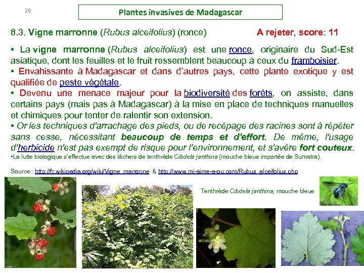 26 Plantes invasives de Madagascar 8. 3. Vigne marronne (Rubus alceifolius) (ronce) A rejeter,