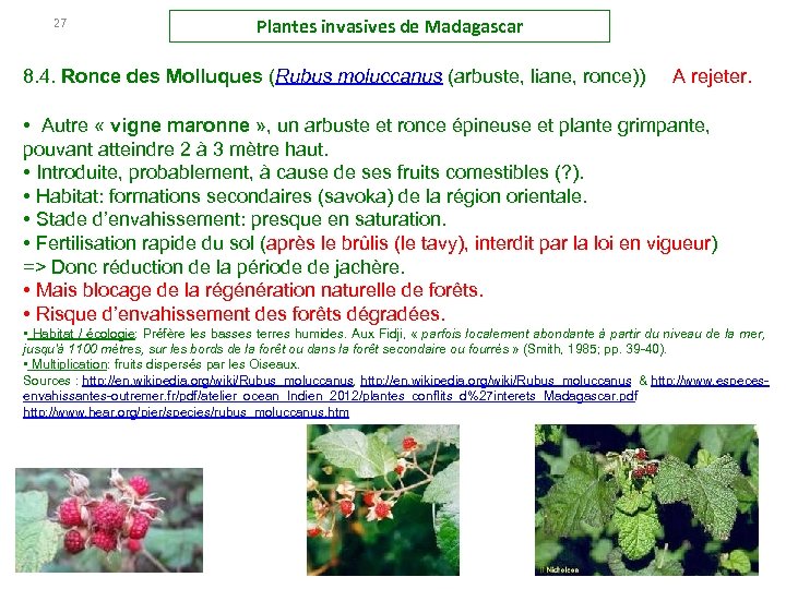 27 Plantes invasives de Madagascar 8. 4. Ronce des Molluques (Rubus moluccanus (arbuste, liane,