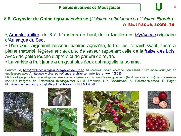 Plantes invasives de Madagascar U 29 8. 6. Goyavier de Chine / goyavier-fraise (Psidium