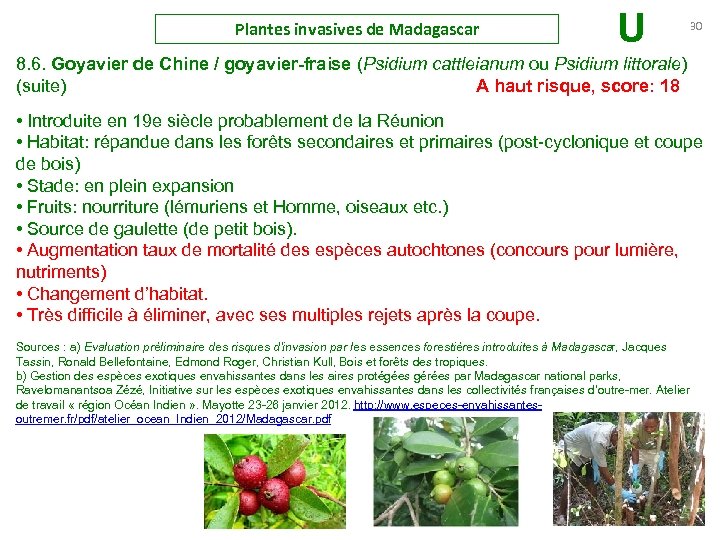 Plantes invasives de Madagascar U 30 8. 6. Goyavier de Chine / goyavier-fraise (Psidium