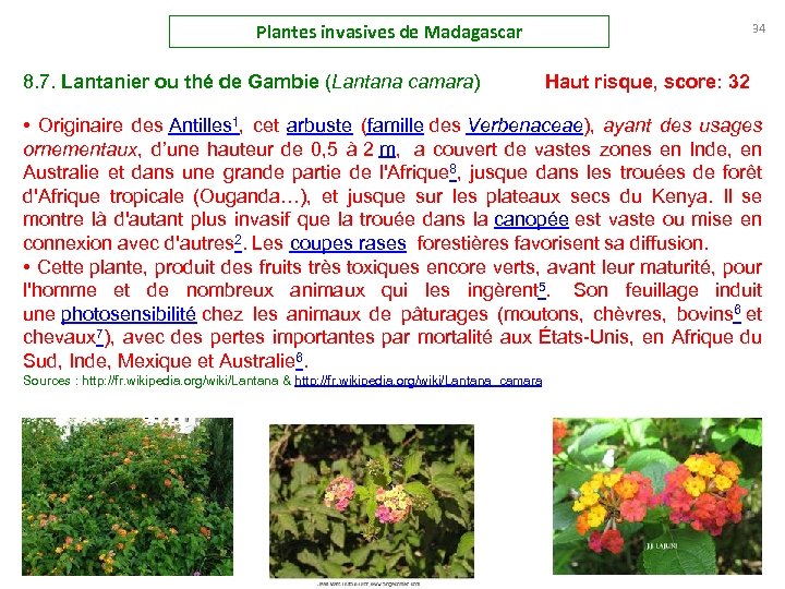 Plantes invasives de Madagascar 34 8. 7. Lantanier ou thé de Gambie (Lantana camara)