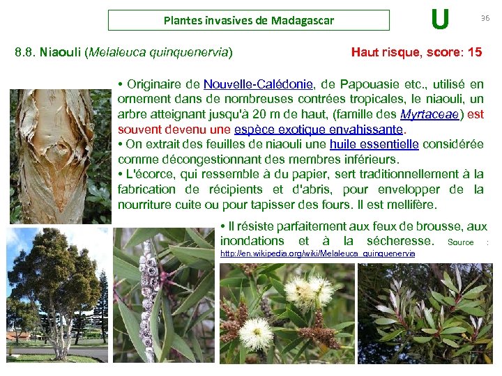 Plantes invasives de Madagascar U 36 8. 8. Niaouli (Melaleuca quinquenervia) Haut risque, score: