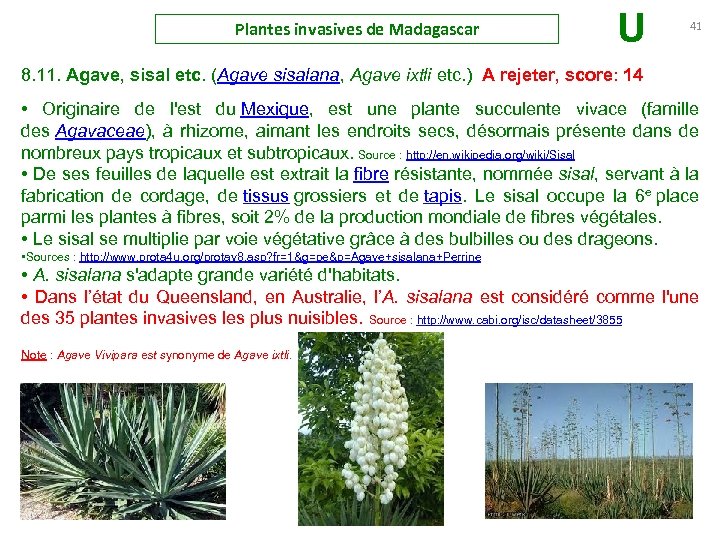 Plantes invasives de Madagascar U 41 8. 11. Agave, sisal etc. (Agave sisalana, Agave