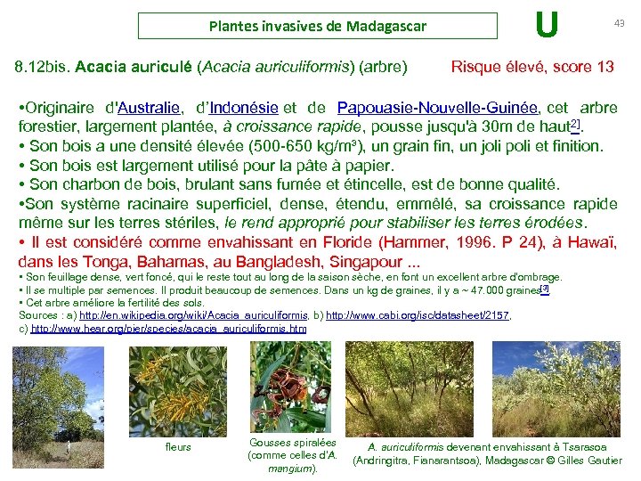 Plantes invasives de Madagascar U 43 8. 12 bis. Acacia auriculé (Acacia auriculiformis) (arbre)