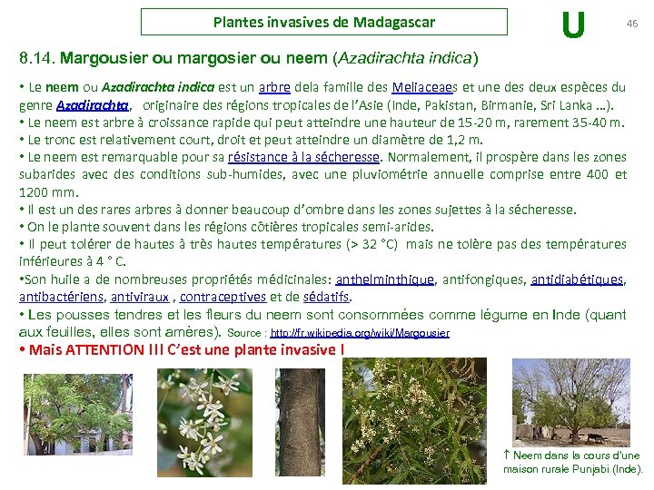 Plantes invasives de Madagascar U 46 8. 14. Margousier ou margosier ou neem (Azadirachta