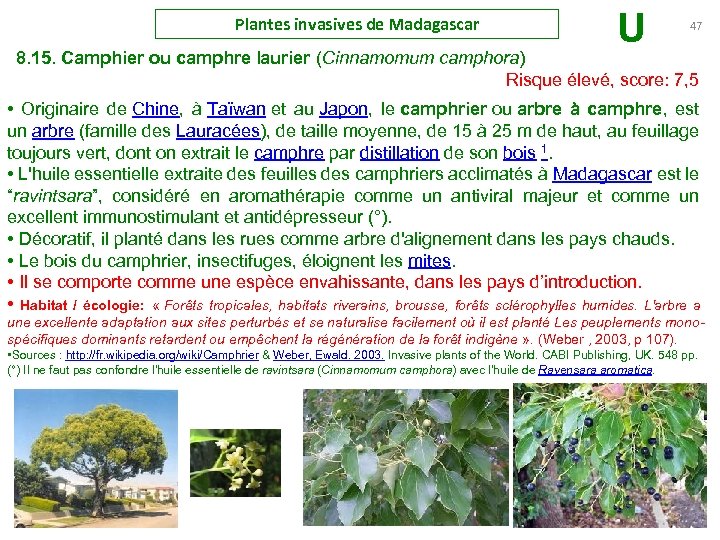 Plantes invasives de Madagascar U 47 8. 15. Camphier ou camphre laurier (Cinnamomum camphora)