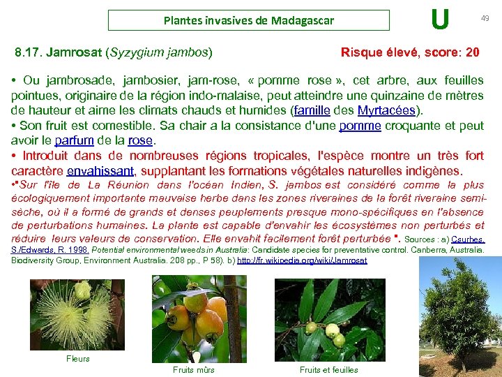 Plantes invasives de Madagascar U 49 8. 17. Jamrosat (Syzygium jambos) Risque élevé, score: