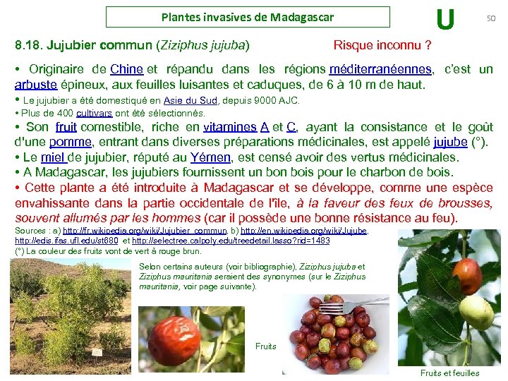 U Plantes invasives de Madagascar 50 8. 18. Jujubier commun (Ziziphus jujuba) Risque inconnu