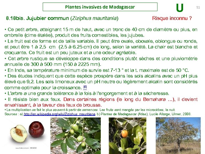 Plantes invasives de Madagascar U 51 8. 18 bis. Jujubier commun (Ziziphus mauritania) Risque