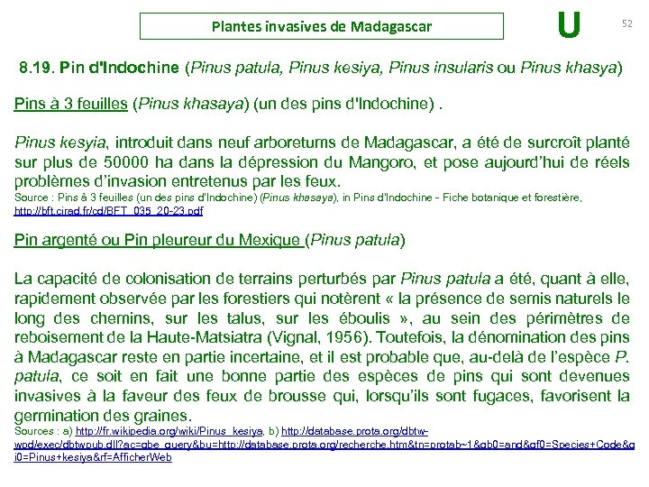 Plantes invasives de Madagascar U 52 8. 19. Pin d'Indochine (Pinus patula, Pinus kesiya,