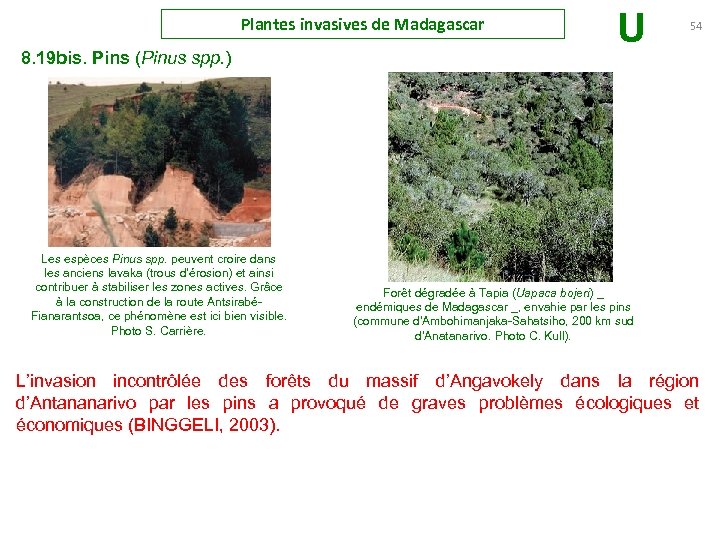 Plantes invasives de Madagascar 8. 19 bis. Pins (Pinus spp. ) Les espèces Pinus
